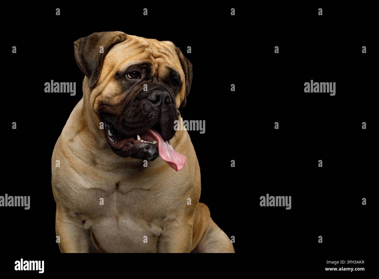 Bullmastiff schaut zur Seite mit lustig gerunzelter Visage, Zunge hängt spielerisch heraus, muskulöser Fawn-Körper und dunkle Maske füllen das Bild, Kopierraum verfügbar, isoliert Stockfoto