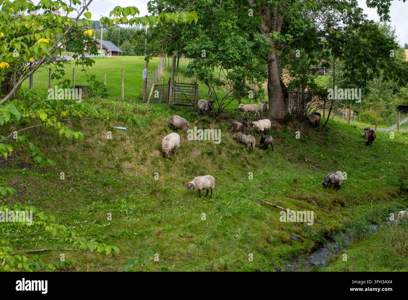 Schafe in verschiedenen Farben grasen ruhig an einem Bach im Stiklestad Nationalen Kulturzentrum in Verdal, Norwegen. Stockfoto