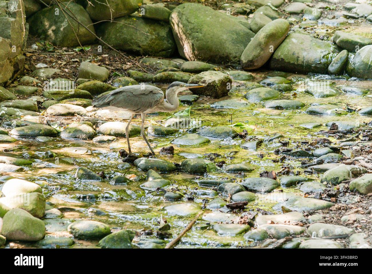 Ibis im Sommerlicht Stockfoto