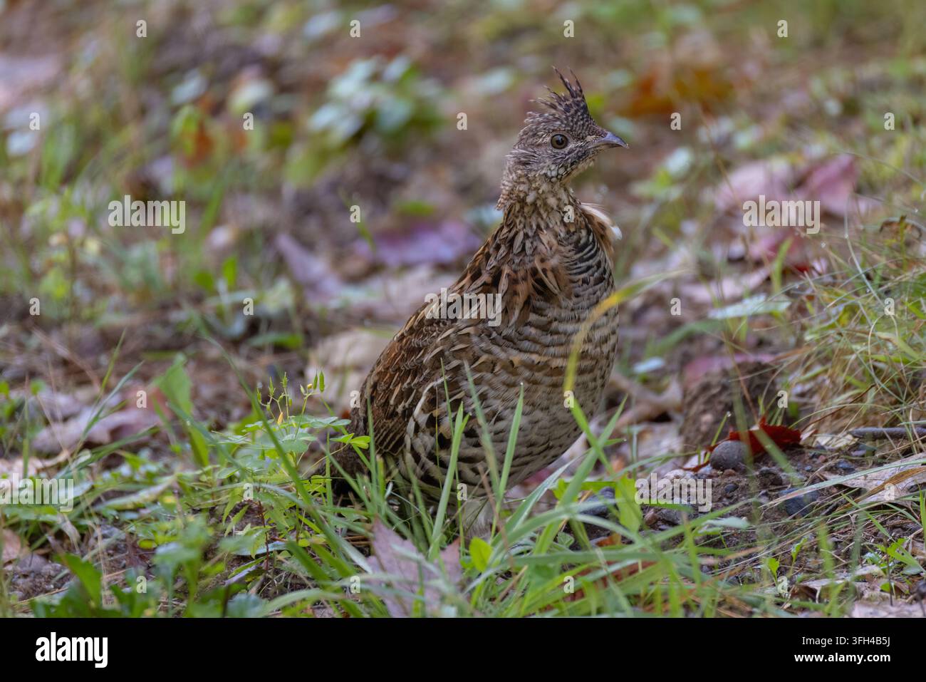 Häherhuhn an einem Septembermorgen im Norden von Wisconsin. Stockfoto
