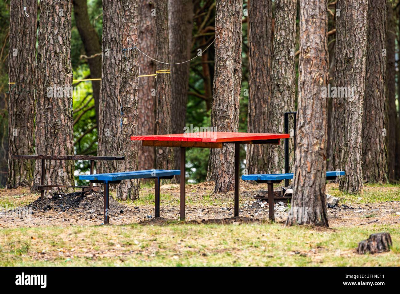 Ein roter Holzpicknicktisch und blaue Bänke stehen in einer grasbewachsenen Fläche unter hohen Kiefernstämmen. Der Freizeitsitzplatz im Freien befindet sich in einem q Stockfoto