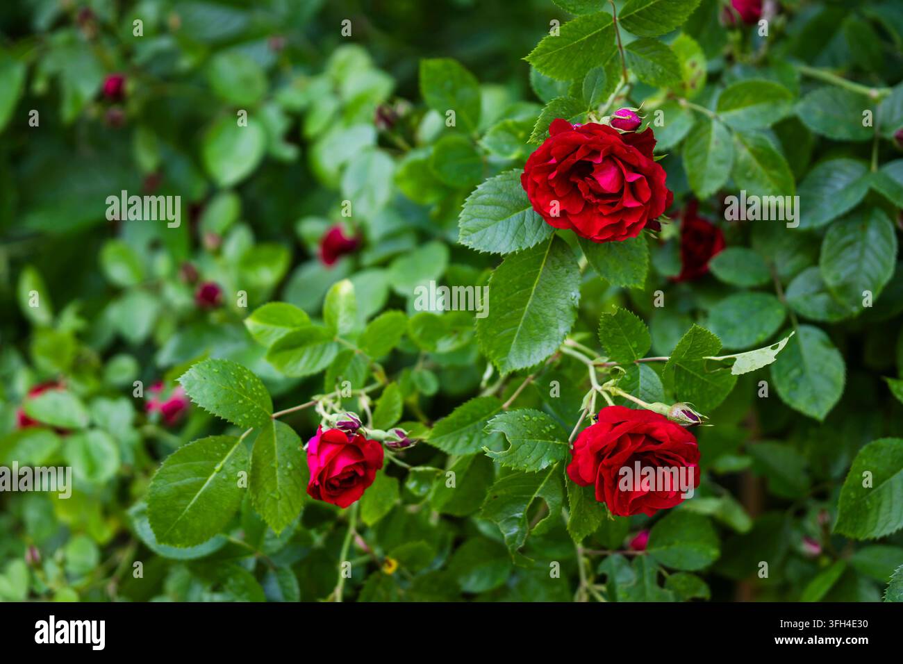 Rosa ‘Flammentanz’, eine Kletterrose mit reichlich gefärbten karmesinroten, volldoppelten Blüten, die in Büscheln zwischen glänzendem grünem Laub getragen werden. Stockfoto