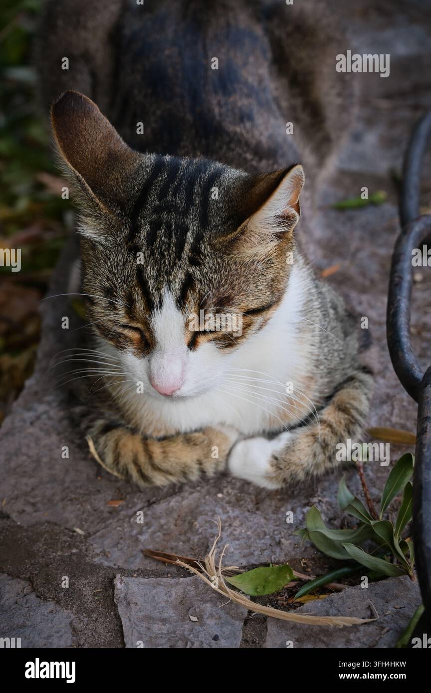Nahaufnahme eines zufriedenen getigerten Katers, der auf rauem Boden liegt, mit halb geschlossenen Augen in Zufriedenheit und den Vorderpfoten ordentlich unter seiner Brust eingezogen. Stockfoto