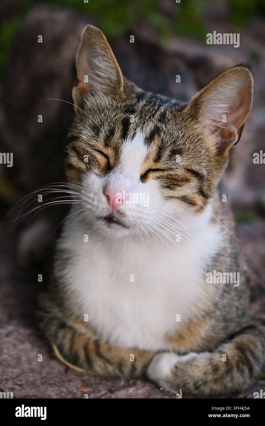 Nahaufnahme eines zufriedenen getigerten Katers, der auf rauem Boden liegt, mit halb geschlossenen Augen in Zufriedenheit und den Vorderpfoten ordentlich unter seiner Brust eingezogen. Stockfoto