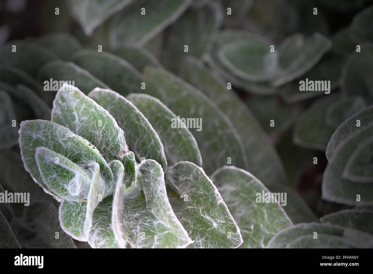 Makrofoto eines Sukkulentenstängels, der gestapelte grüne Blätter zeigt, die mit feinen weißen flauschigen Trichomen und einer netzartigen Textur bedeckt sind. Stockfoto