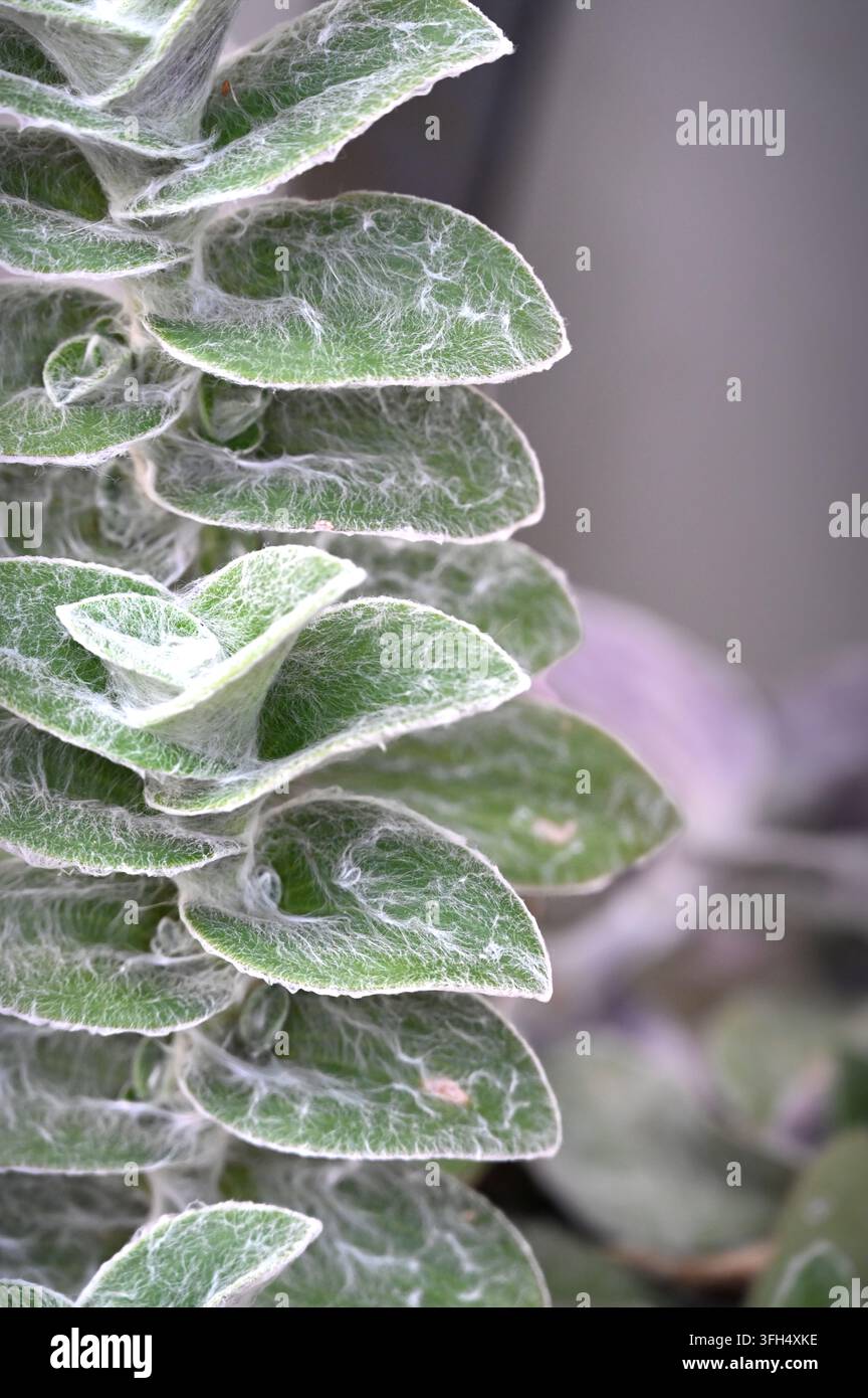 Makrofoto eines Sukkulentenstängels, der gestapelte grüne Blätter zeigt, die mit feinen weißen flauschigen Trichomen und einer netzartigen Textur bedeckt sind. Stockfoto