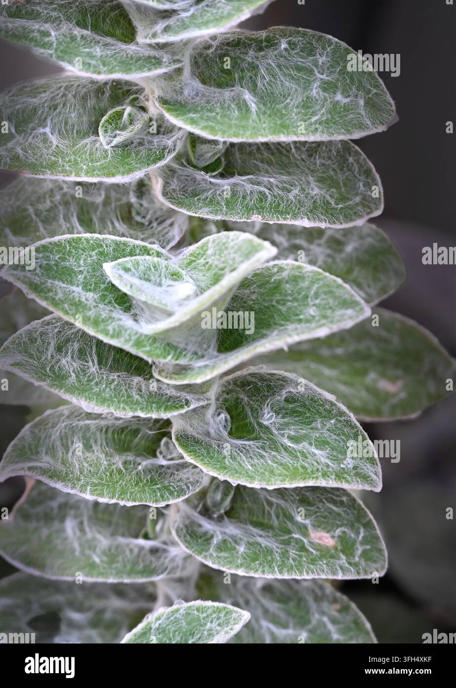 Makrofoto eines Sukkulentenstängels, der gestapelte grüne Blätter zeigt, die mit feinen weißen flauschigen Trichomen und einer netzartigen Textur bedeckt sind. Stockfoto