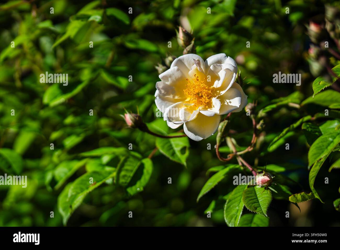 Rosa ‘Lykkefund’, eine historische Kletterrose mit cremeweißen halbdoppelten Blüten und auffälligen goldenen Staubblättern, umgeben von üppigem glänzendem grünen Laub Stockfoto