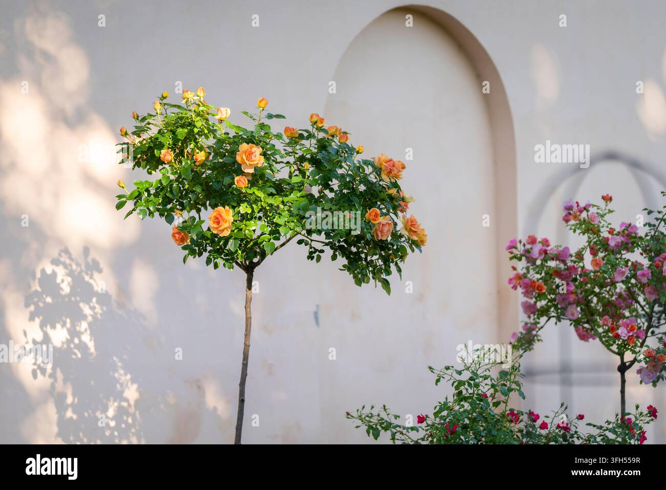 Rosa ‘Hansestadt Rostock’, eine kompakte Floribunda-Rose, die als Standardsorte gepflanzt wurde, bedeckt mit Büscheln von doppelten aprikosenorangefarbenen und warmen bernsteinfarbenen Blüten. Stockfoto