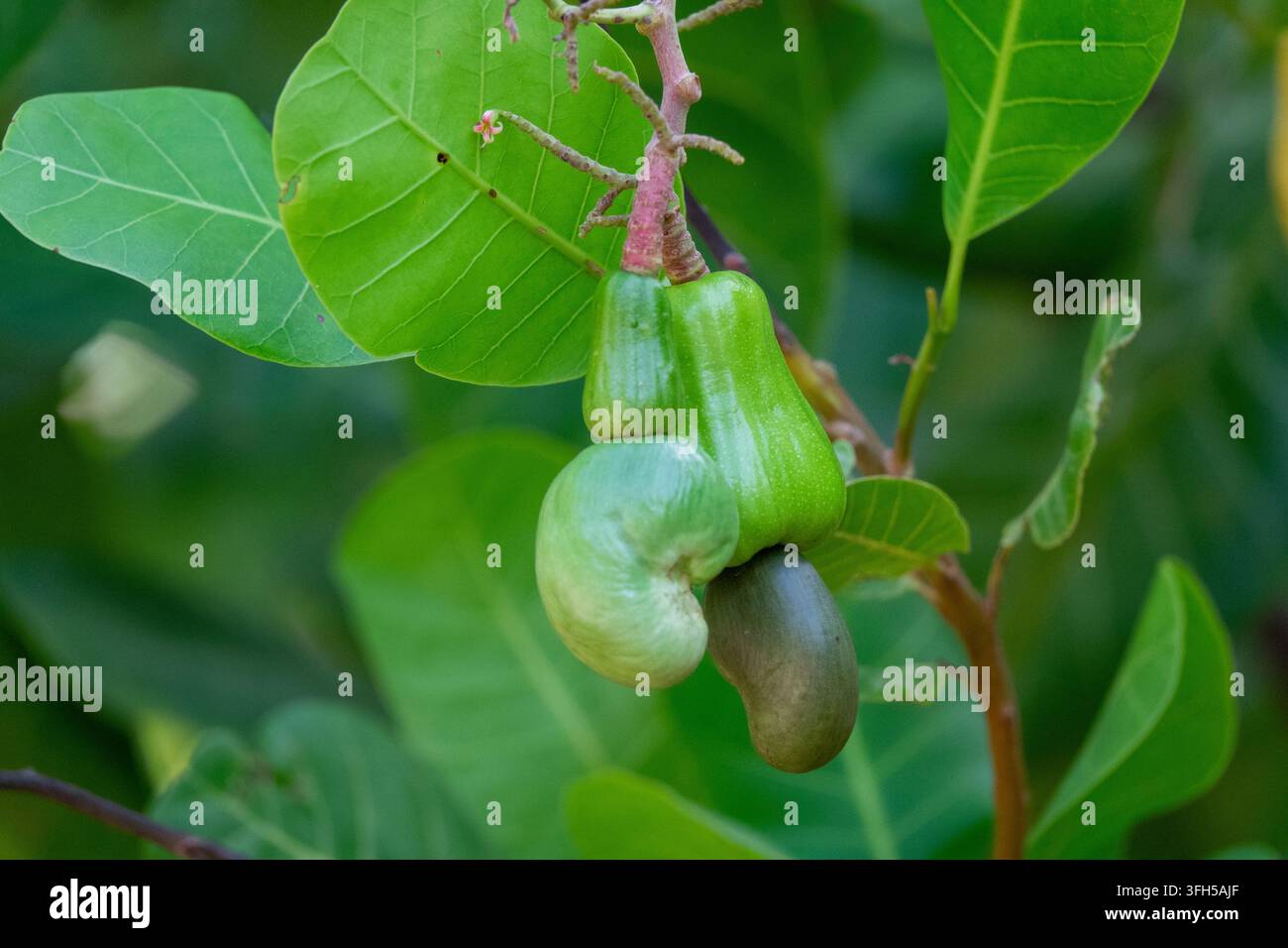 Eine reife rote Cashewfrucht hängt an einem Ast mit freiliegender Nuss, Savanes-Distrikt, Shienlow, Elfenbeinküste Stockfoto
