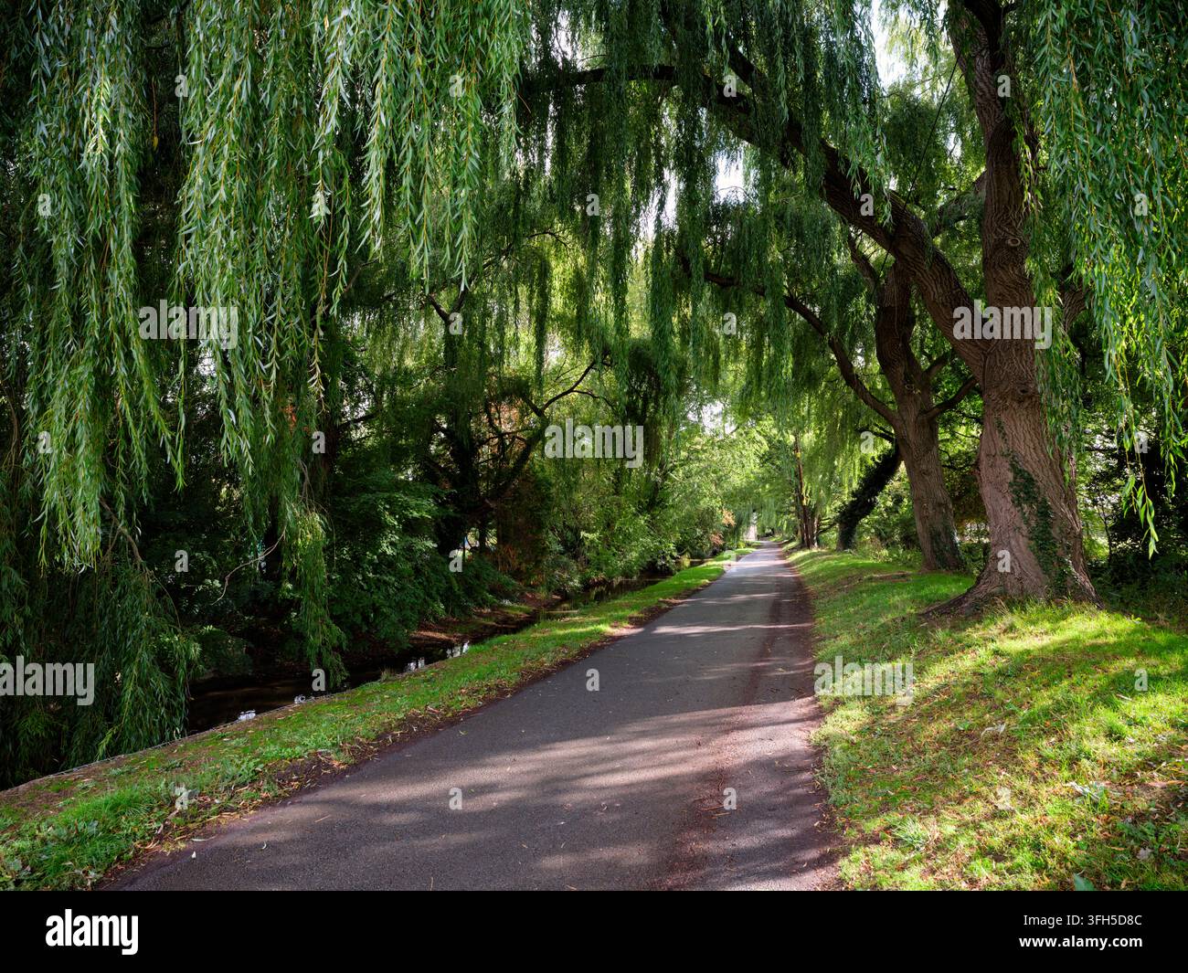 Prachtvolle Pfad namens Bow Wow, gesäumt von Trauerweiden entlang des Flusses Churn im Cotswold-Dorf South Cerney, Gloucestershire, UK. Stockfoto