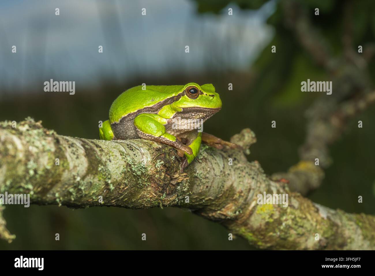 Eine atemberaubende Makro-Sammlung, die den europäischen Baumfrosch (Hyla arborea) zeigt, wie er auf lich bedeckten Baumästen ruht und sich unter üppigem grünen Laub versteckt Stockfoto