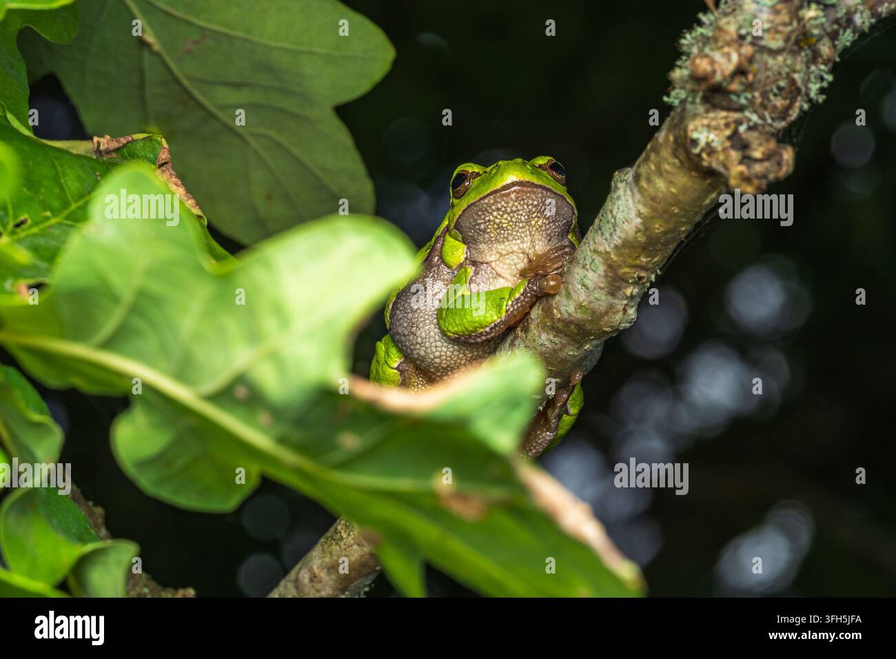 Eine atemberaubende Makro-Sammlung, die den europäischen Baumfrosch (Hyla arborea) zeigt, wie er auf lich bedeckten Baumästen ruht und sich unter üppigem grünen Laub versteckt Stockfoto