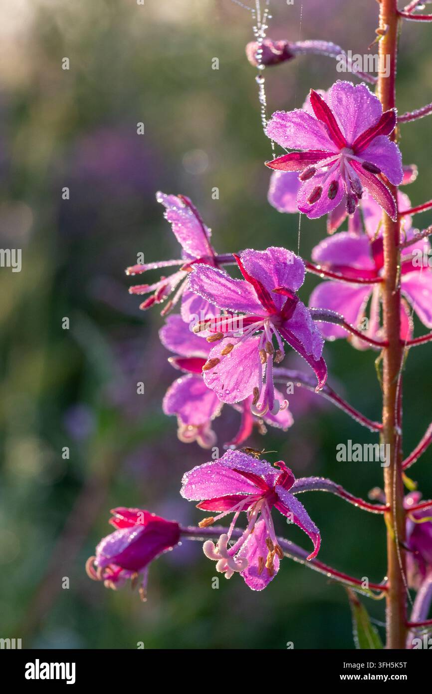 Chamaenerion angustifolium Feuerblume rosa Blüten im Morgentau Stockfoto