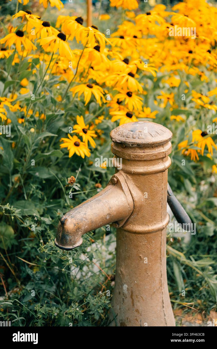 Alte Wasserpumpe mit gelben Blumen in einer Garteneinstellung am Tag Stockfoto