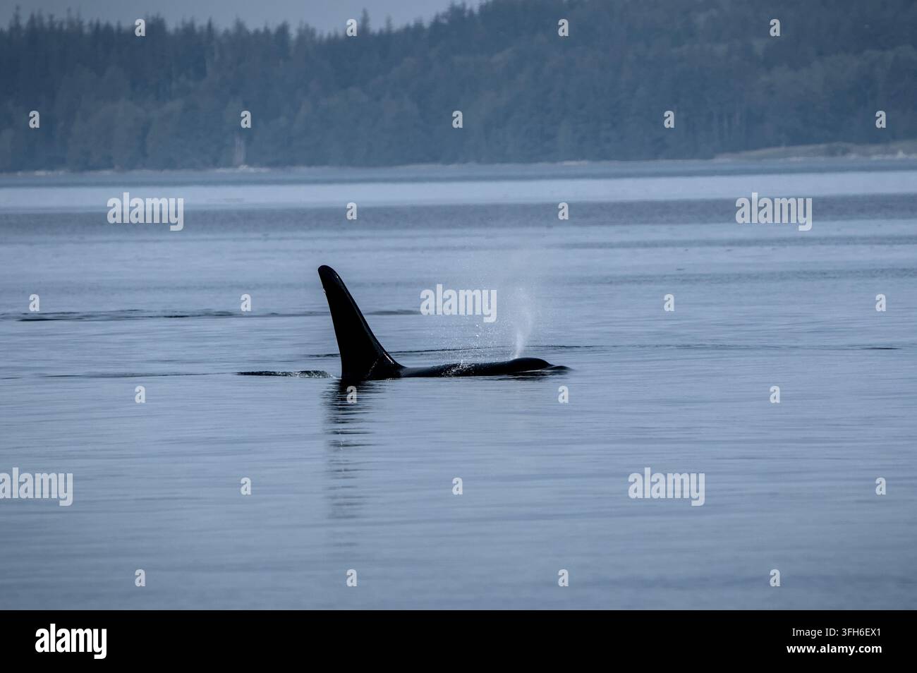 Majestätischer Orca taucht in ruhigen Küstengewässern auf Stockfoto