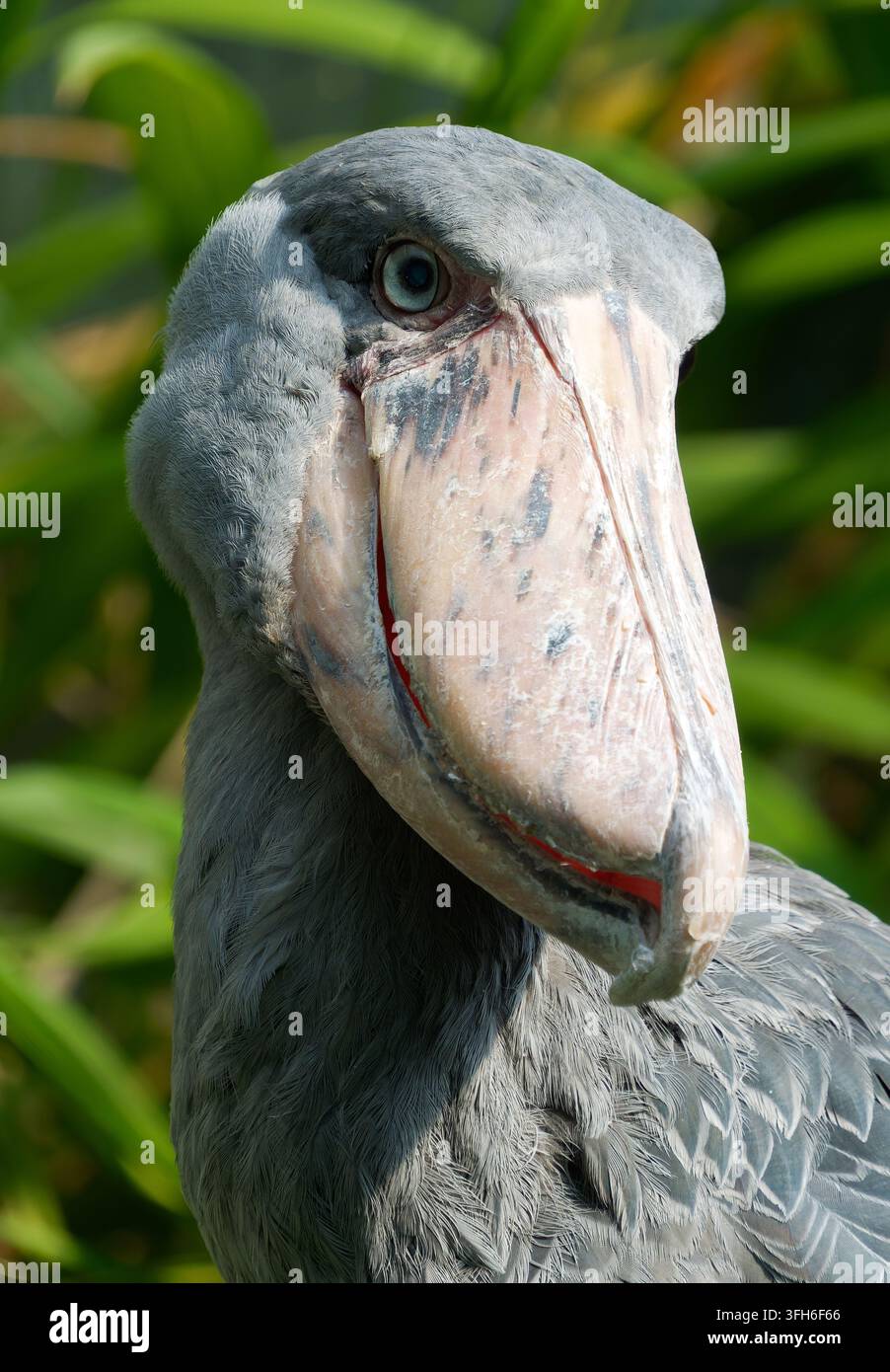 Schuhschnabel, Schuhschnabelstorch, Abu Markub, Schuhschnabel, Bec-en-sabot du Nil, Balaeniceps rex, papucscsőrű madár Stockfoto