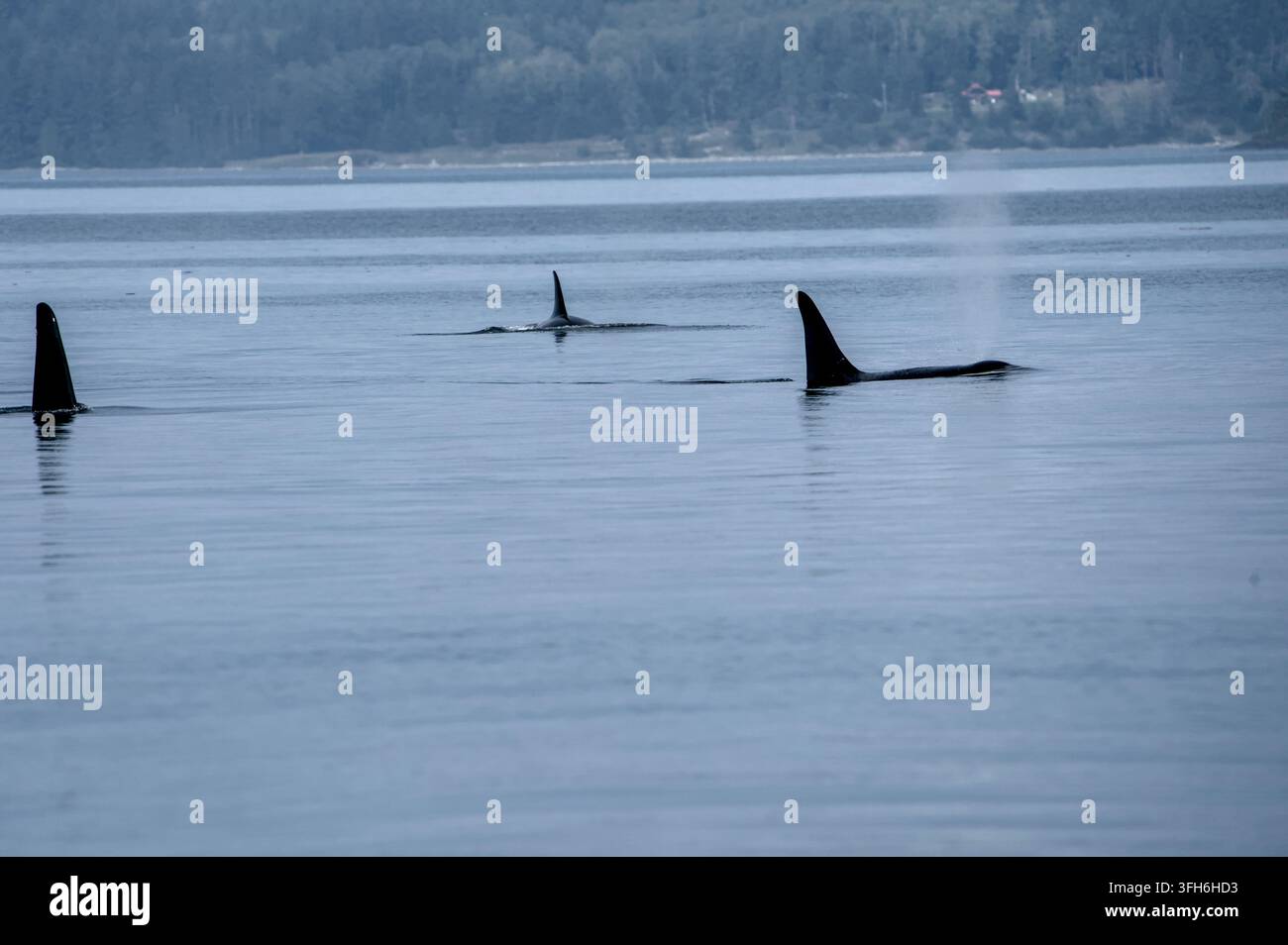 Majestätischer Orca taucht in ruhigen Küstengewässern auf Stockfoto