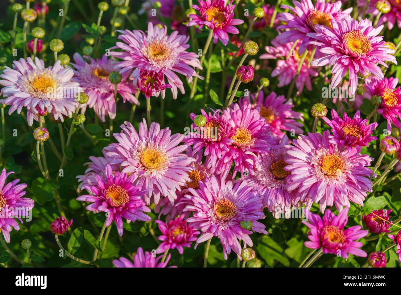 Rosa doppeltes Chrysanthemum, Gartenmutterblumen und ungeöffnete Knospen blühen in einem sonnigen Herbstgarten. Schöne saisonale Blumenlandschaft im botanischen Pa Stockfoto