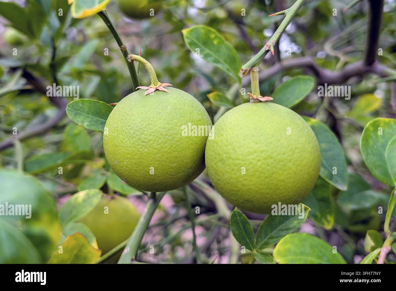 Unreife Dreiblättrige Orangen, die an einem robusten Orangenbaum wachsen Stockfoto