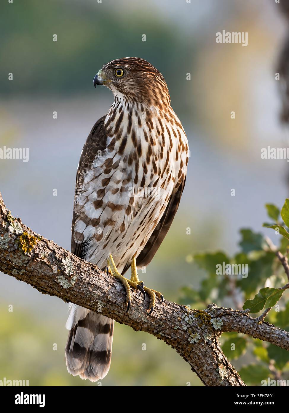 Unreifer Cooperfalk auf einem Ast Stockfoto