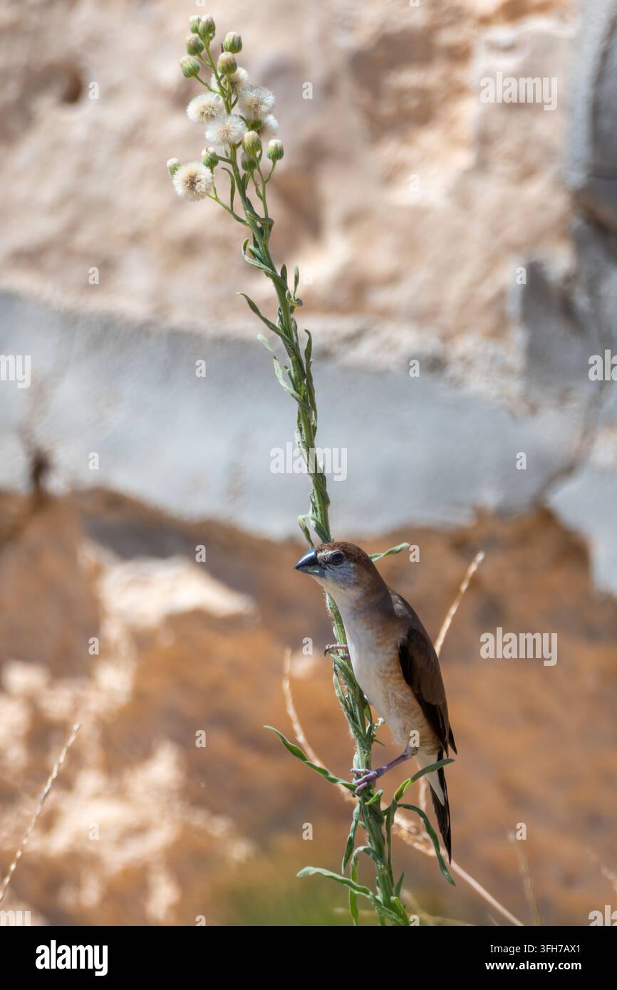 Indisches Silberhähnchen (Euodice malabarica) klammert sich an einen samenhaltenden Unkrautsstiel vor einer Sandsteinbank, Nordküste, Gouvernement Matrouh, Ägypten Stockfoto