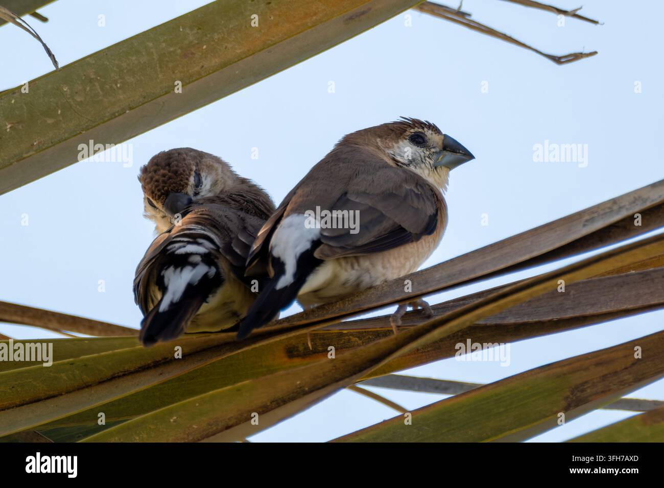 Zwei Indische Silberhähnchen (Euodice malabarica) drängen sich aneinander auf einem Blatt der Dattelpalme vor einem blassen Himmel, Nordküste, Gouvernement Matrouh, Ägypten Stockfoto