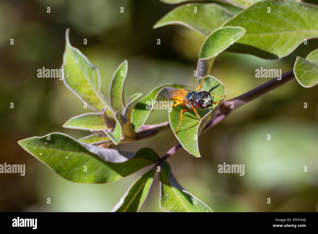 Weiblicher europäischer Bienenwolf (Philanthus triangulum) auf einem Blatt, der das Dreizack-Gesichtszeichen zeigt, Nordküste, Matrouh, Ägypten Stockfoto