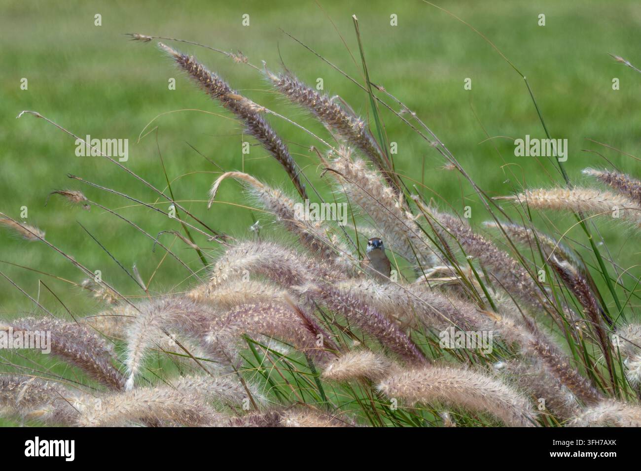 Indisches Silberhähnchen (Euodice malabarica) späht durch Zierfountaingrasbüschel, Nordküste, Gouvernement Matrouh, Ägypten Stockfoto