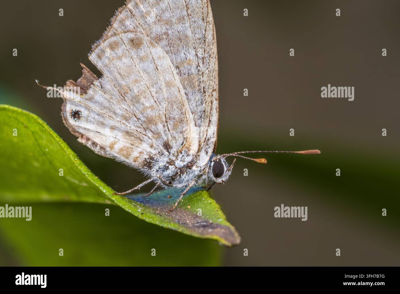 Lang's Kurzschwanz-Blauer Falter (Leptotes pirithous) mit einem beschädigten Hinterflügel, der auf einem Blatt ruht, Kairo, Ägypten Stockfoto