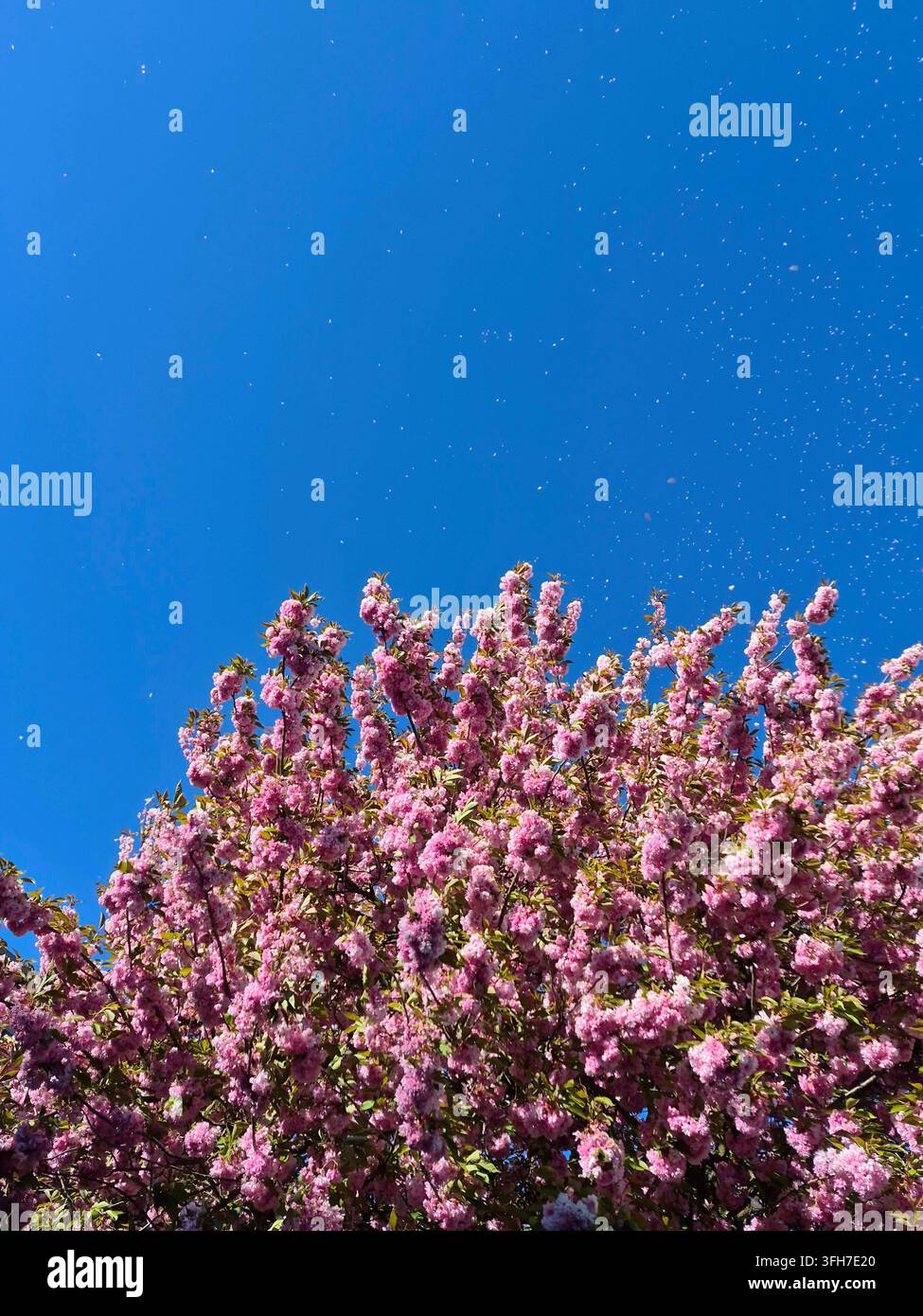 Niedrigwinkelaufnahme, die nach oben zu einem blühenden Frühlings-Kirschbaum schaut, mit zarten rosa Blütenblättern, die fallen und im Wind schweben, vor einem blauen wolkenlosen Himmel Stockfoto