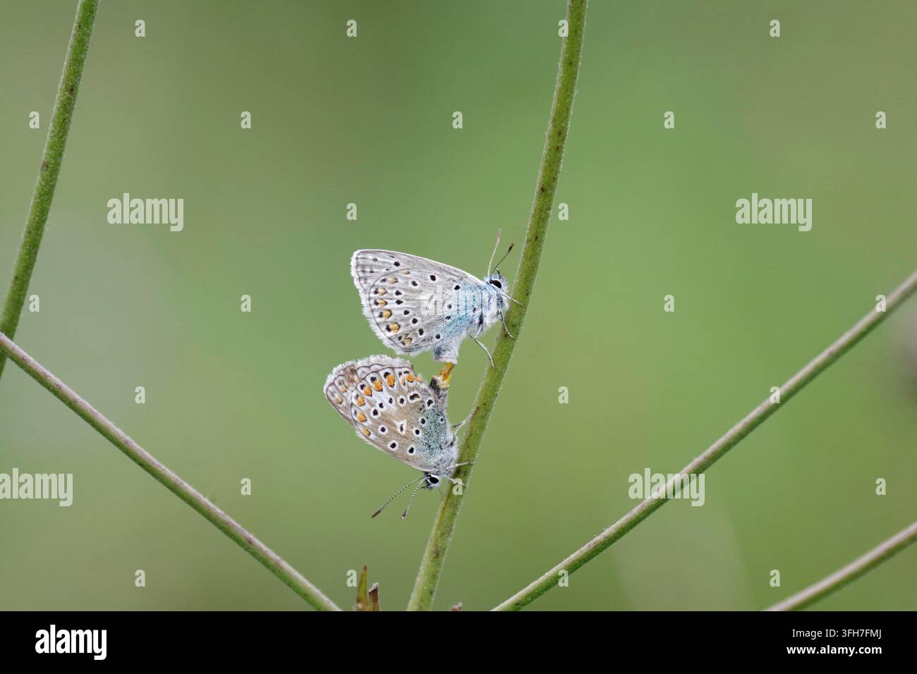 Common Blue (Polyommatus icarus), zwei, paarend, farbenfroh, Nahaufnahme, die Blauen sitzen auf einem Grashalm während sie sich paaren Stockfoto