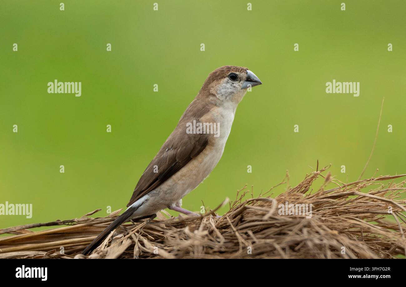 Weißkehl-Munia (Euodice malabarica), Sreepur, Gazipur, Bangladesch Stockfoto
