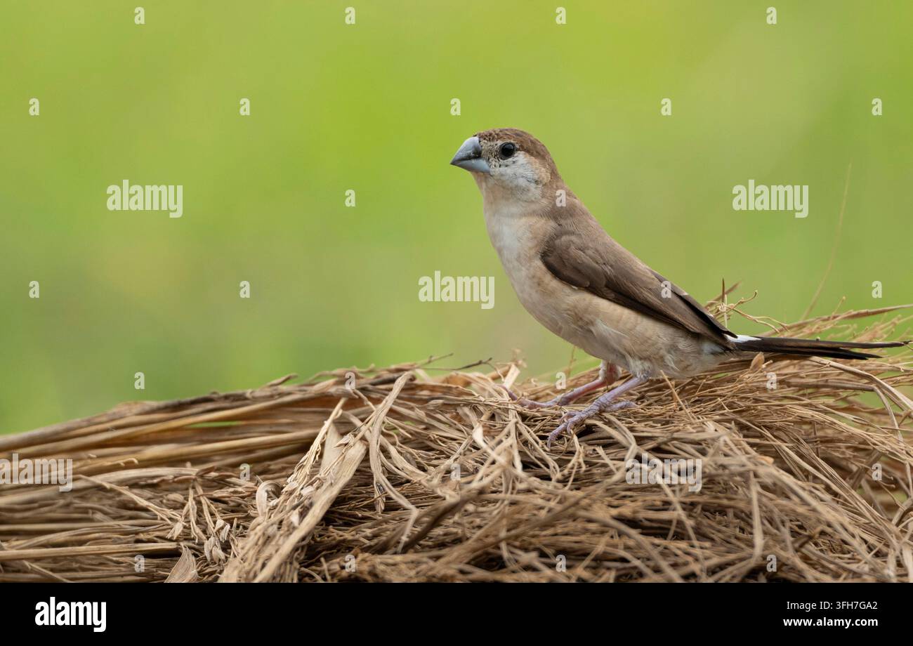 Indisches Silberschnabelchen oder Weißkehl-Munia (Euodice malabarica), Sreepur, Gazipur, Bangladesch Stockfoto