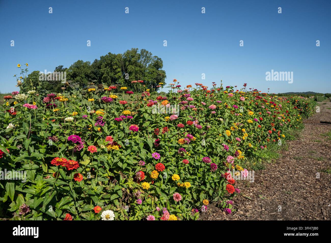 Feld mit bunten Zinnienblumen, die im Sommergarten vor blauem Himmel blühen Stockfoto