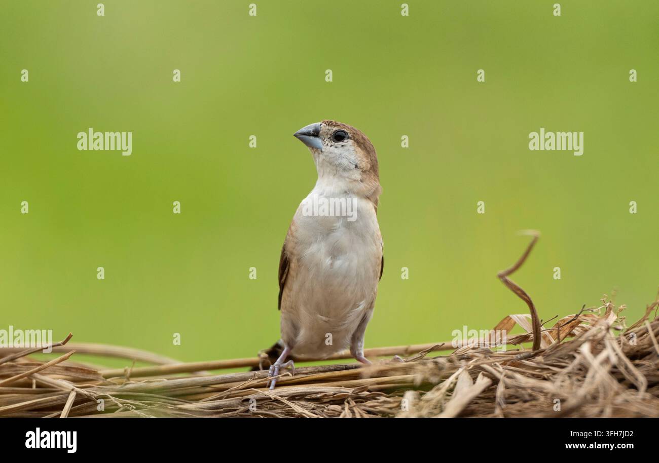 Indische Silberammis oder Weißkehl-Munia (Euodice malabarica) steht aufmerksam auf trockenem Stroh vor grünem Hintergrund, Sreepur, Gazipur, Bangladesch Stockfoto