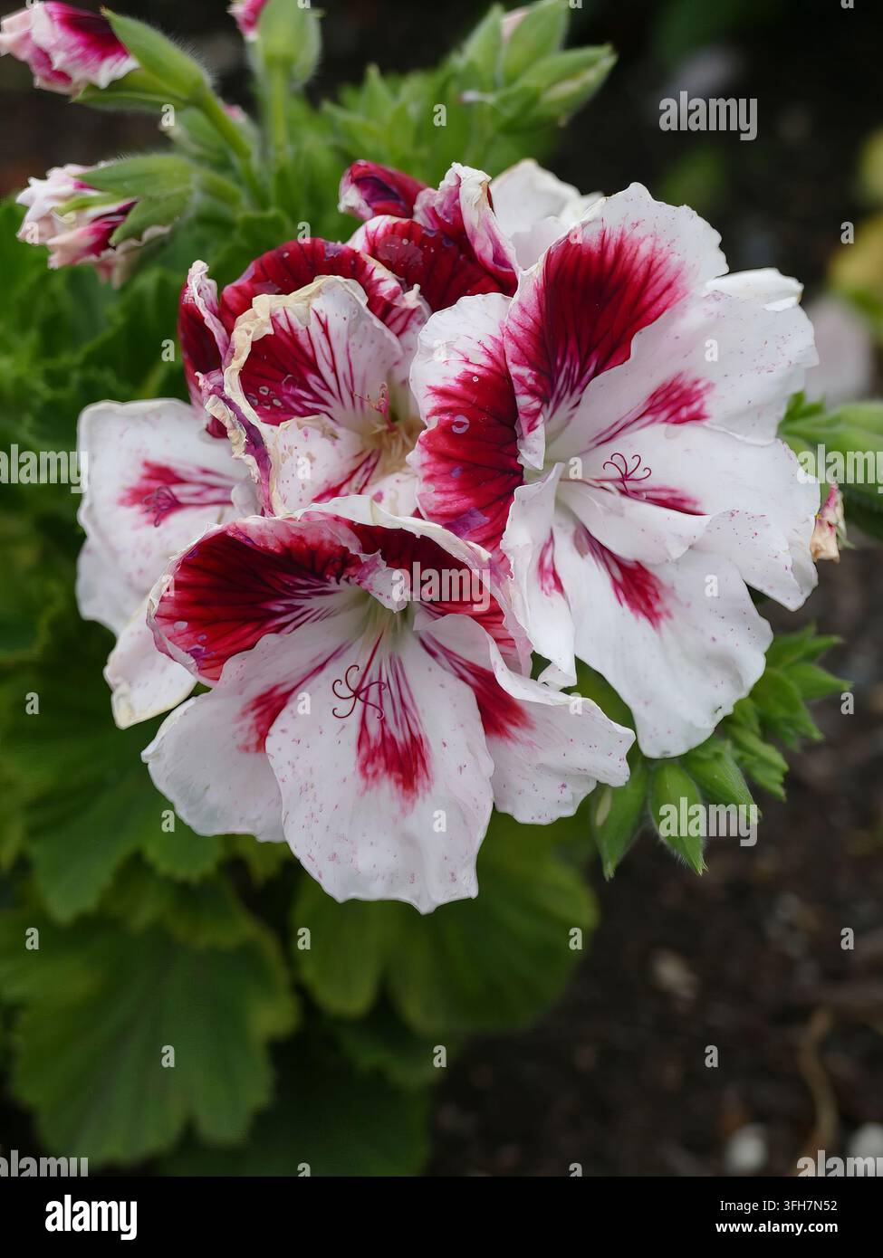 Pelargoniumblüten, die mit weißen und tiefroten Blütenblättern blühen, die komplexe Muster und zarte Narben zeigen, wachsen in einem Garten, der in Sea kultiviert wird Stockfoto
