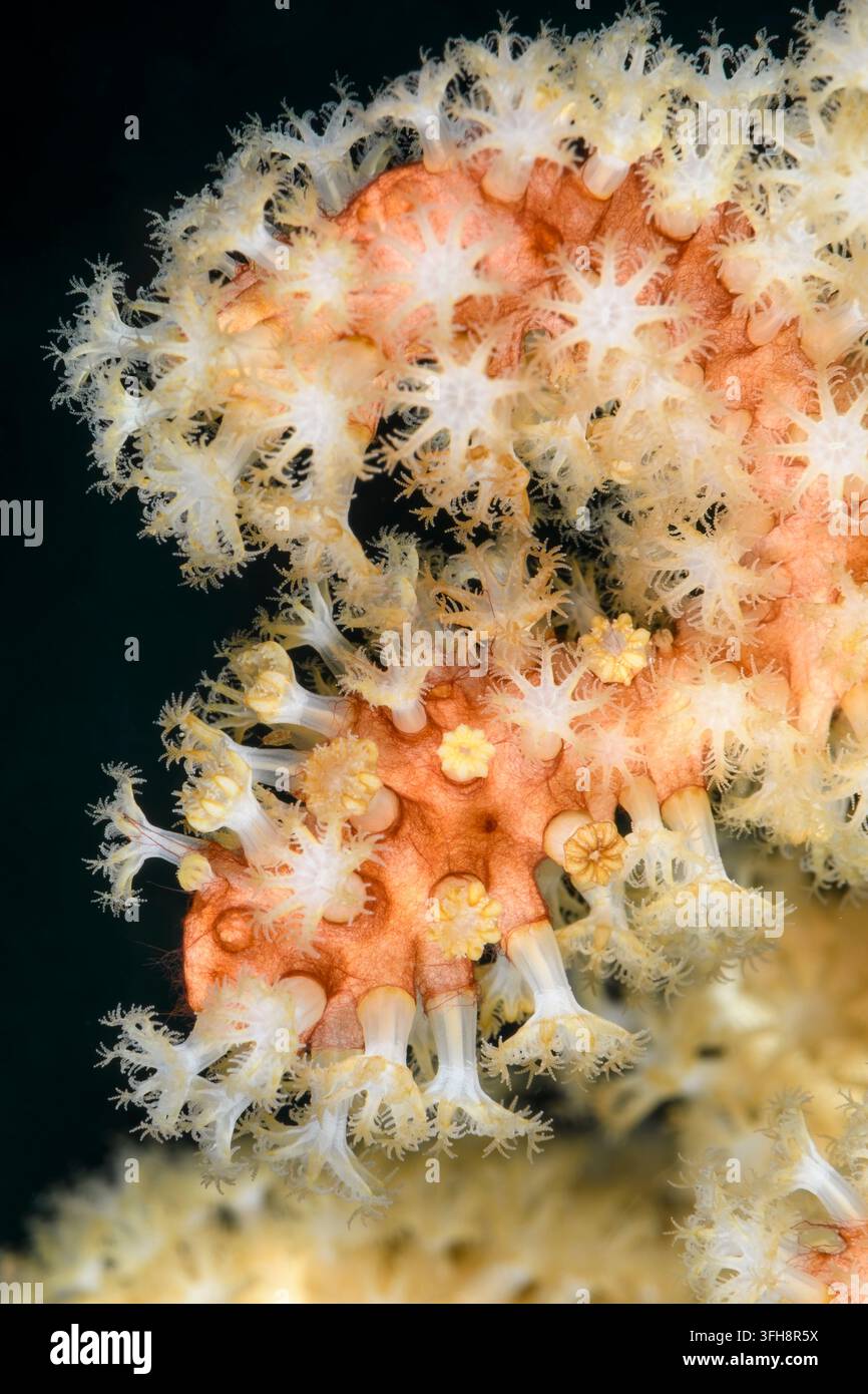 Weiche Korallenpolypen, Iciligorgia brunnea, mit fädigen Rotalgen überzogen, Lembeh-Straße, Nord-Sulawesi, Indonesien, Pazifik Stockfoto
