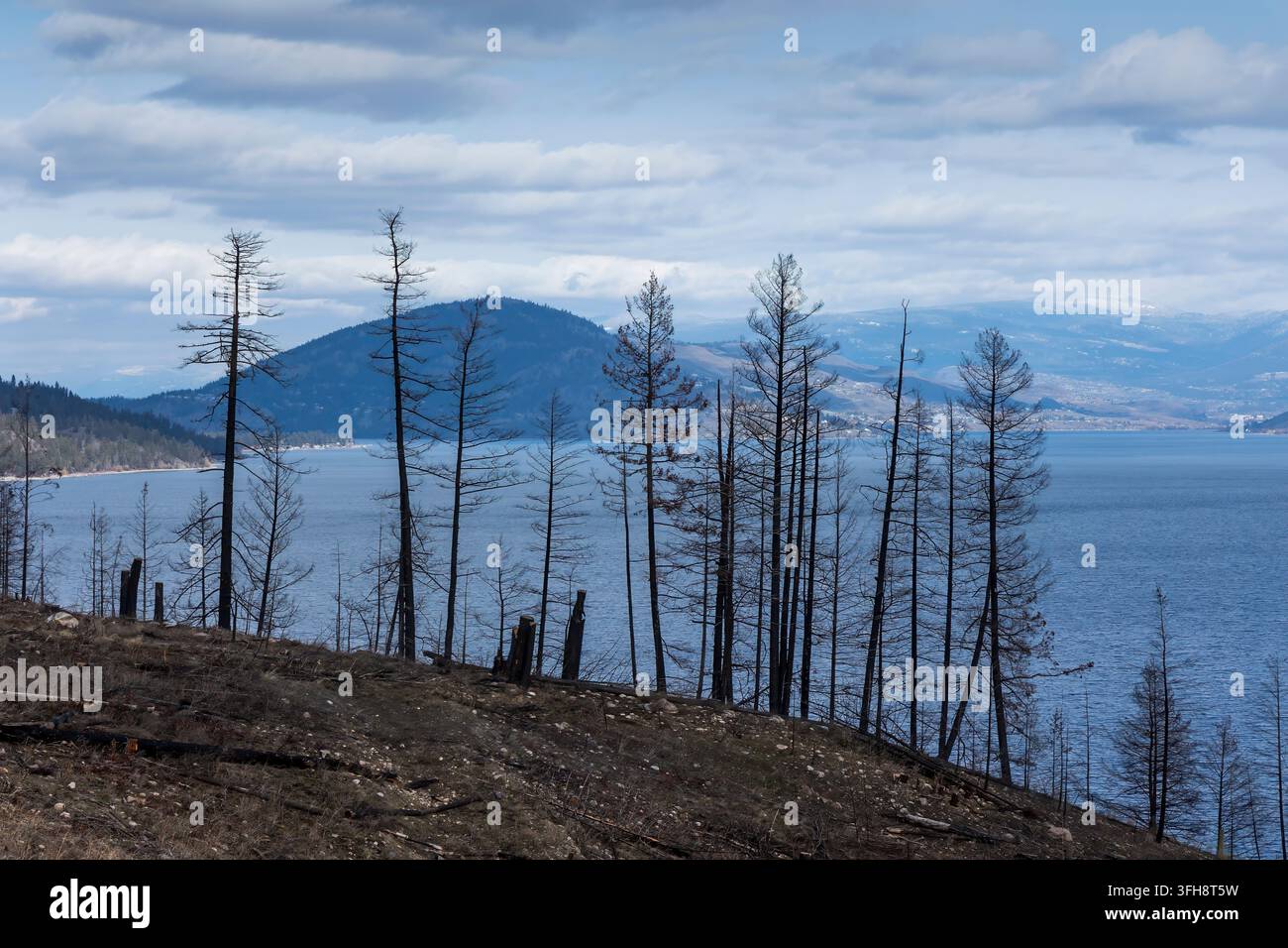 Wildfeuer verbrannte Bäume mit Blick auf den Okanagansee, British Columbia, Kanada Stockfoto