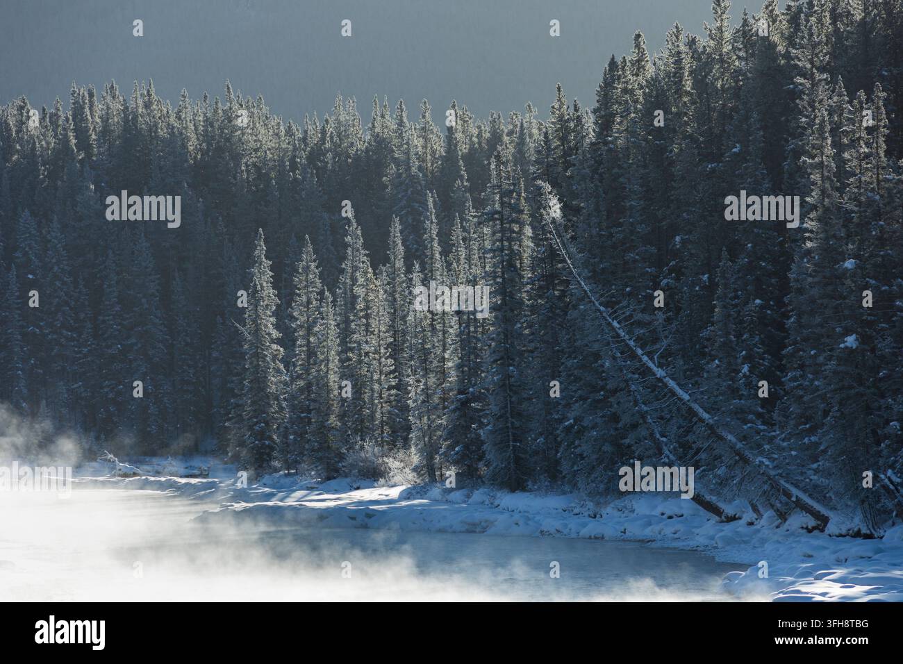 Eisiger Morgen entlang des Bow River, Banff-Nationalpark, Alberta, Kanada. Stockfoto