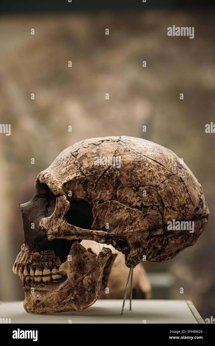 Amud 1 Schädel, Homo neanderthalensis, Israel, etwa 55000 bis 70000 Jahre alt. Fossiler Schädel eines Neanderthaler-Mannes mit dem größten bekannten Schädel Stockfoto