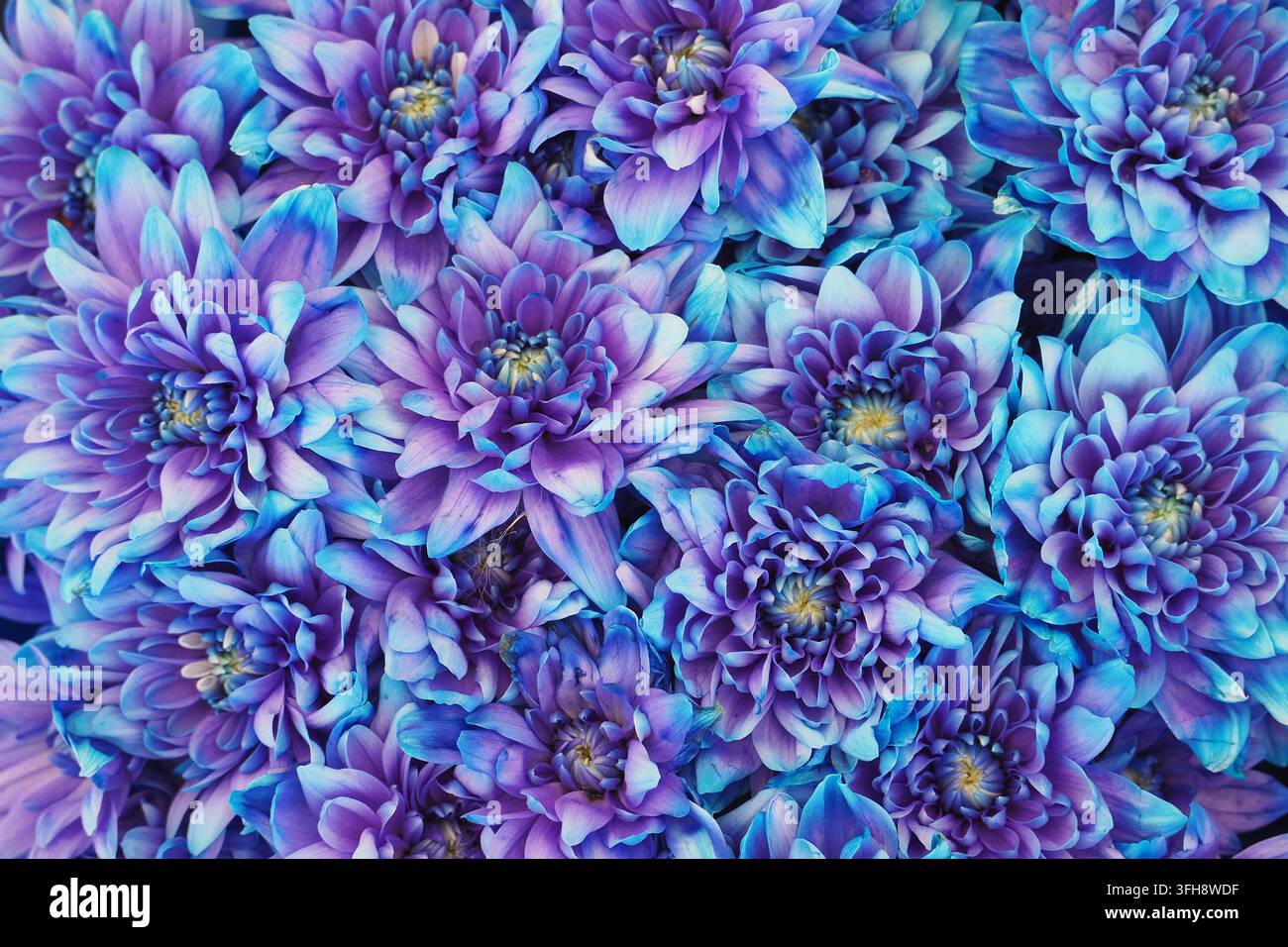 Lebendige blaue und violette Chrysantellenblüten, Nahaufnahme von Blumenhintergrund für Design Stockfoto