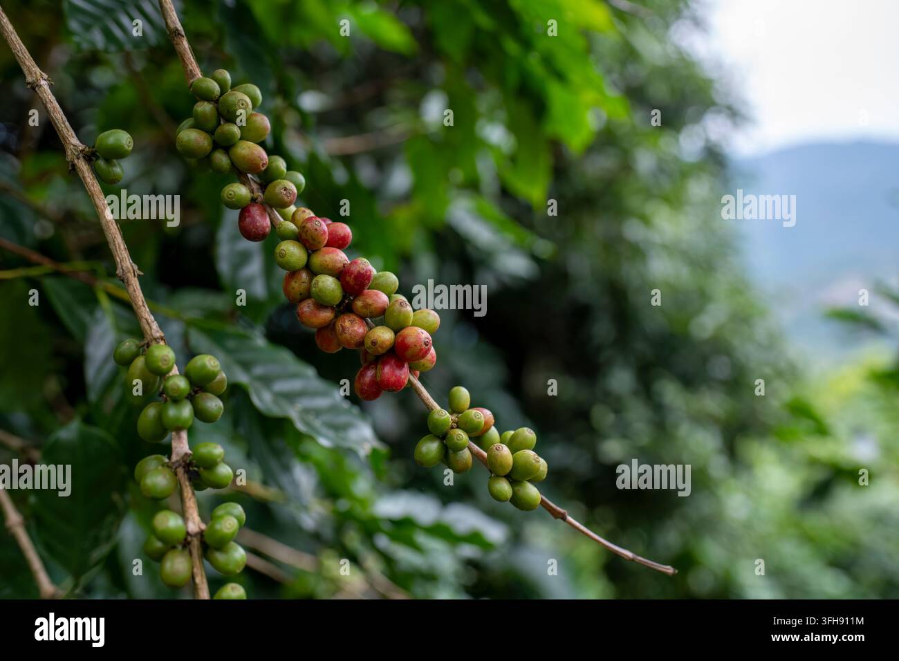 Kaffeebauer oder Arbeiter hält Kaffeebohnen in den Händen und prüft die Qualität der Bohne, bevor sie in der Maschine geröstet wird, ist ein Konzept für das Kaffeeprozessgeschäft. Stockfoto