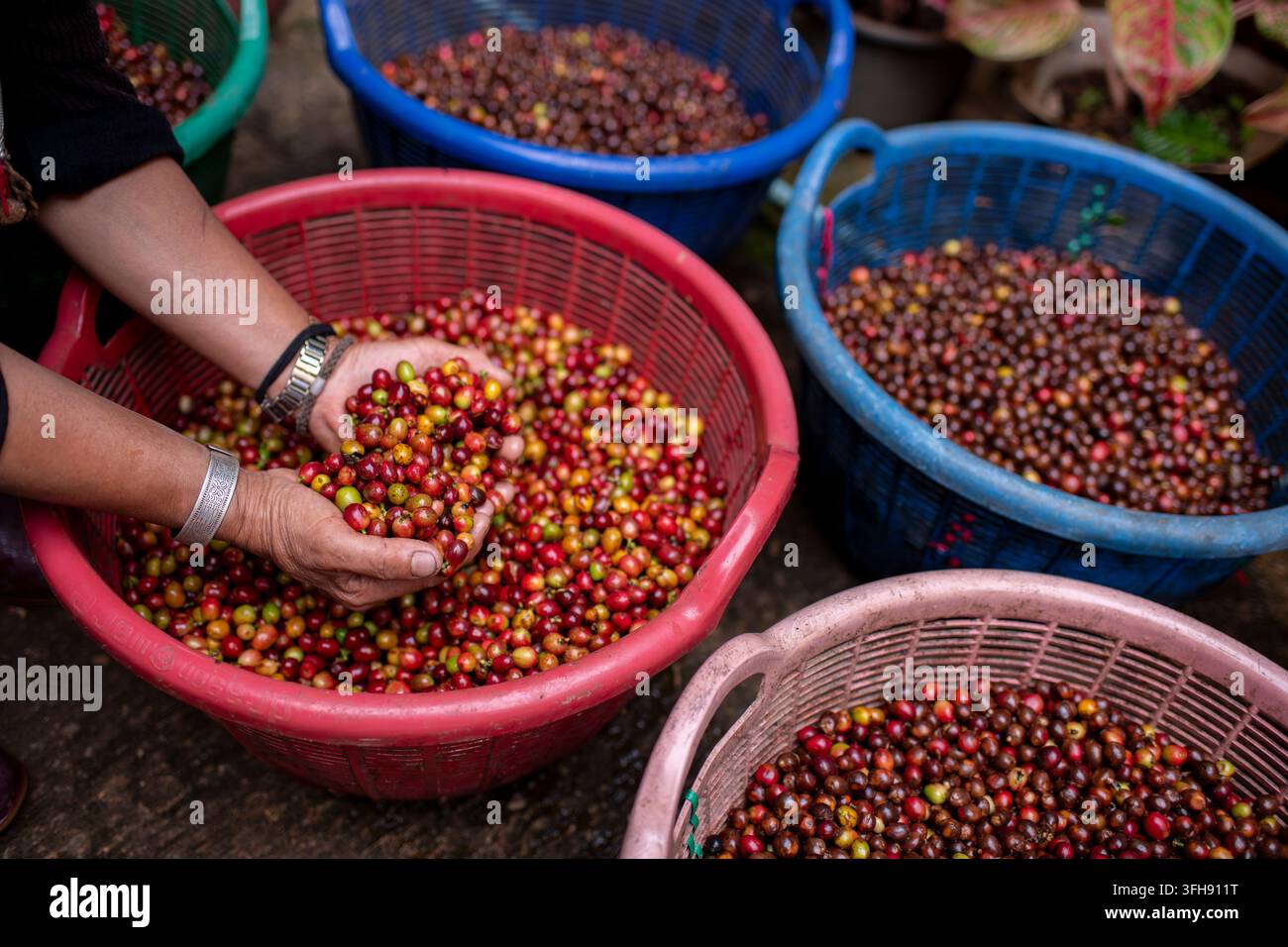 Kaffeebauer oder Arbeiter hält Kaffeebohnen in den Händen und prüft die Qualität der Bohne, bevor sie in der Maschine geröstet wird, ist ein Konzept für das Kaffeeprozessgeschäft. Stockfoto