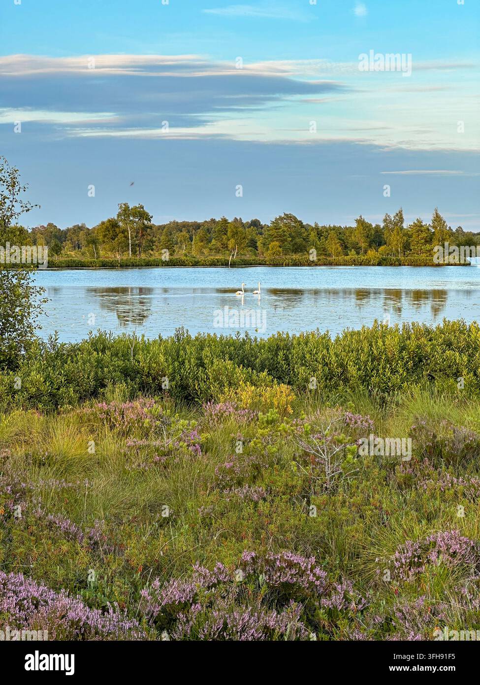 Zwei Schwäne gleiten über einen ruhigen See, umgeben von üppiger Sumpfvegetation, Wildblumen und Wald unter einem strahlend blauen Himmel, was eine friedliche Atmosphäre schafft Stockfoto