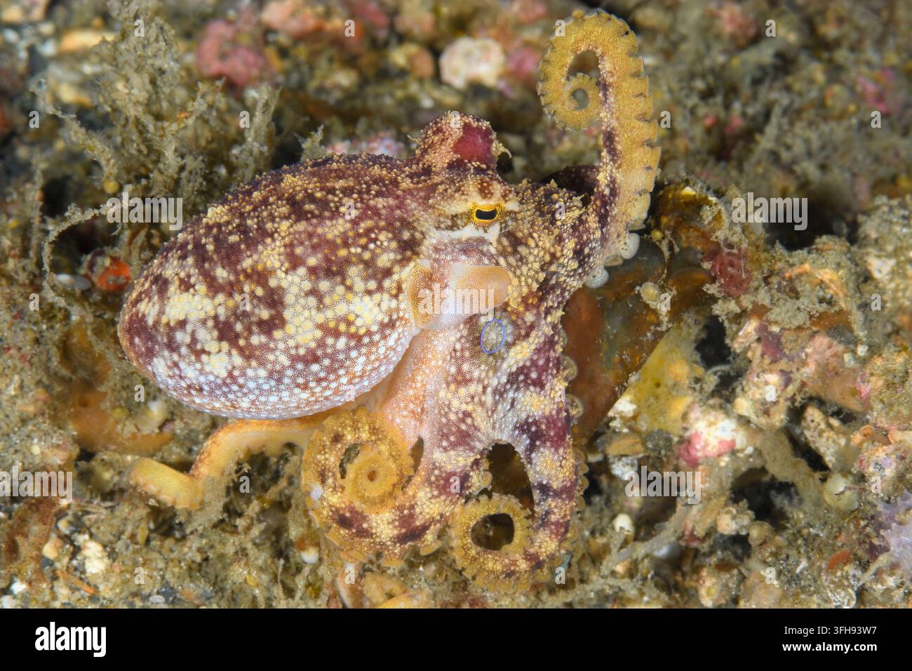Giftiger Ozelot-Tintenfisch, Amphioctopus siamensis, in Abwehrhaltung, Lembeh-Straße, Nord-Sulawesi, Indonesien, Pazifik Stockfoto
