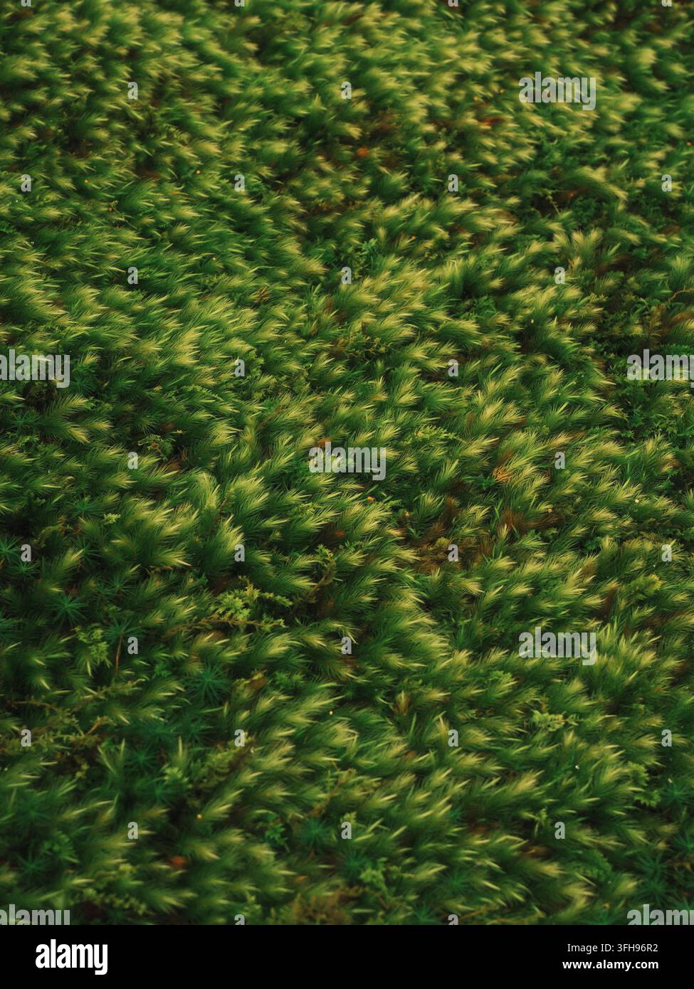 S üßes grünes Moos im Giō-ji-Tempelgarten in Kyoto, Japan Stockfoto