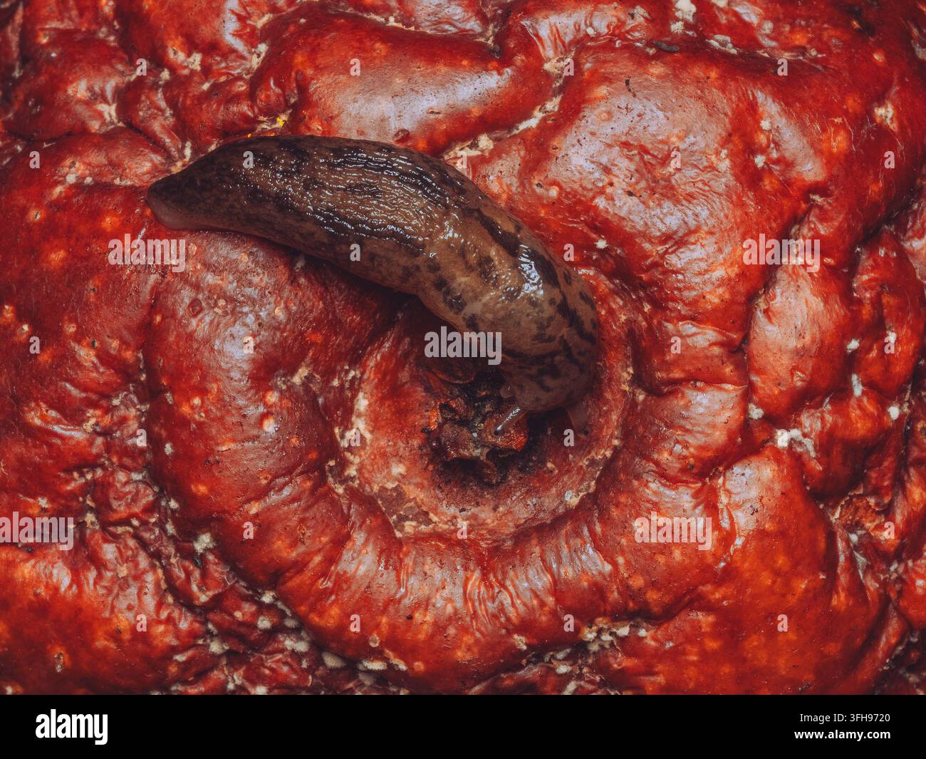 Eine einzelne Schnecke, die von einem verfaulten Apfel frisst Stockfoto