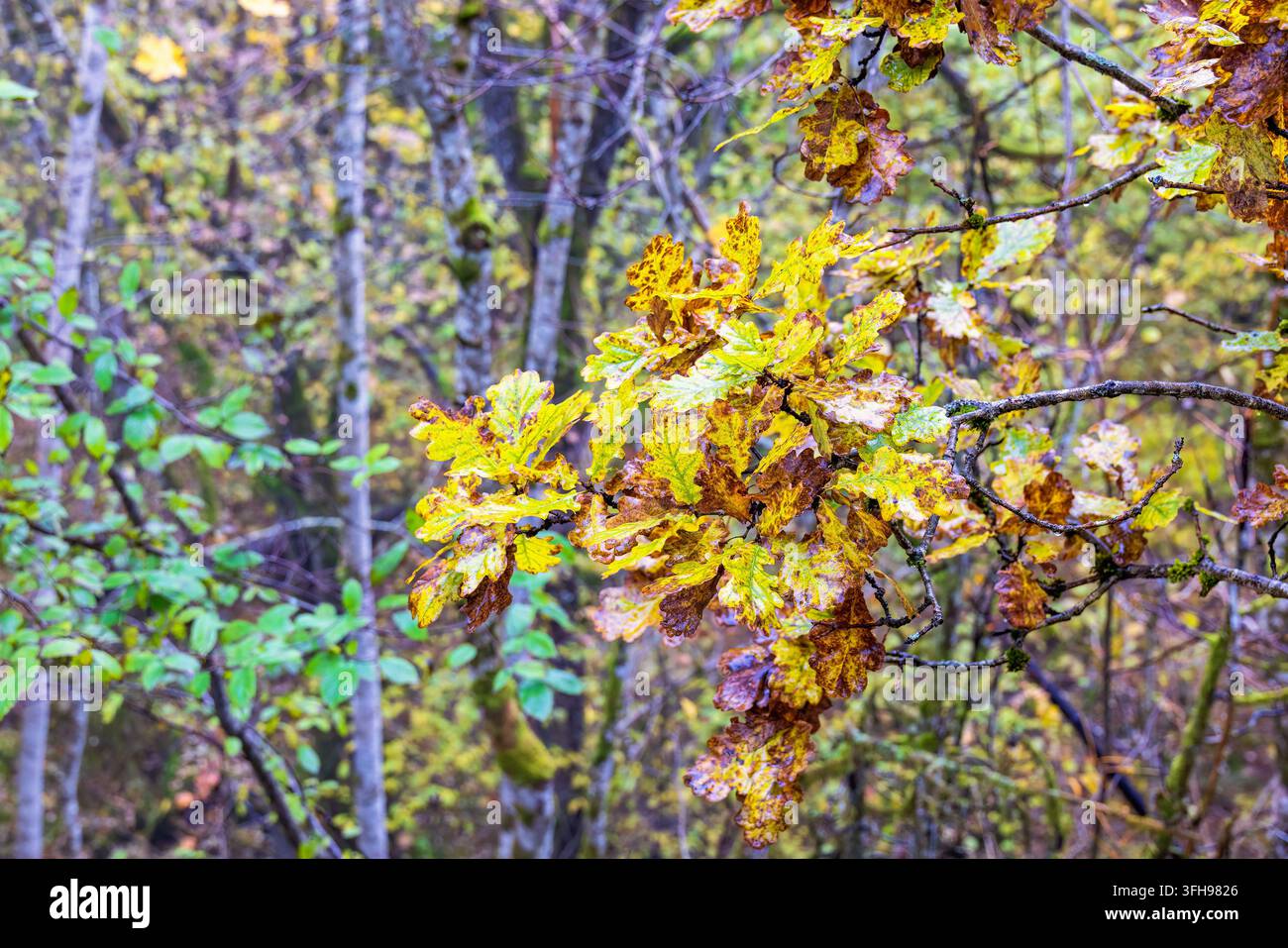 Herbstwald mit gelben Eichenblättern Stockfoto