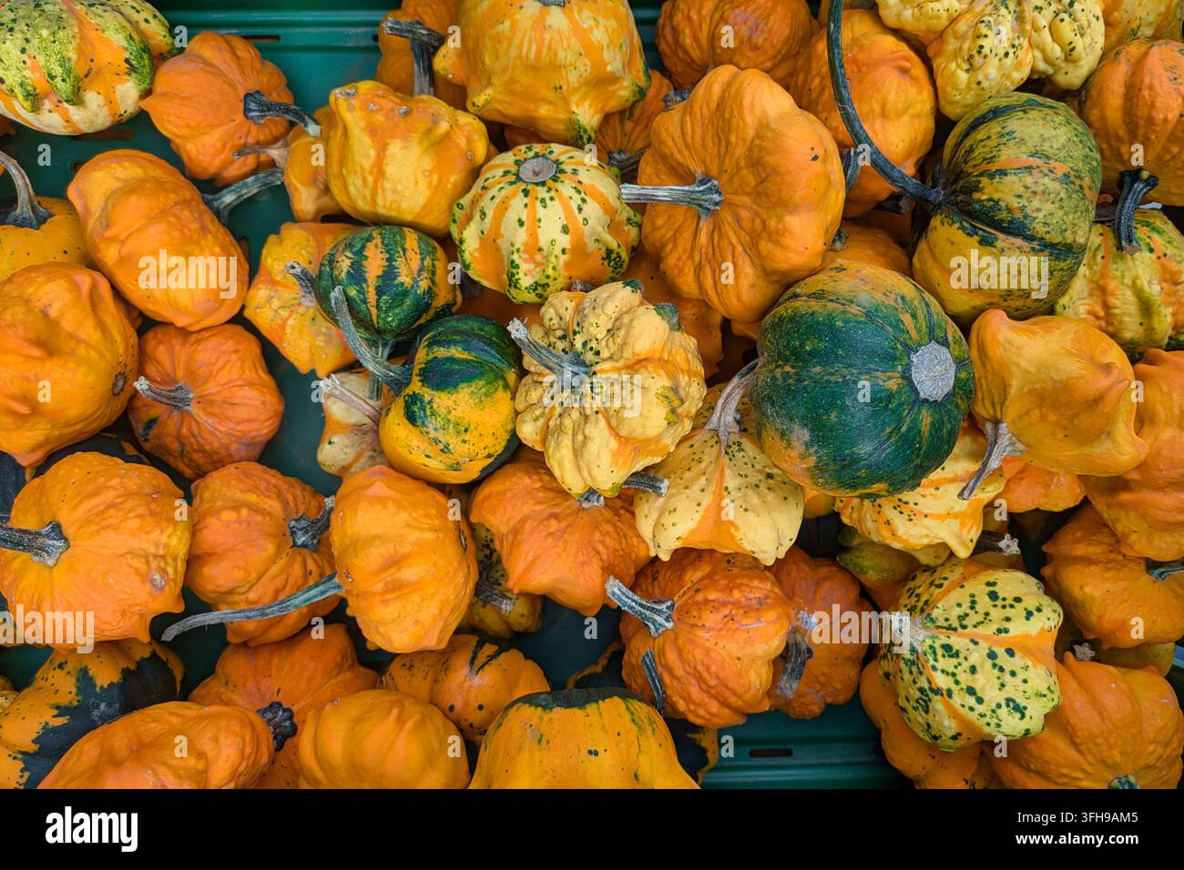 Oberansicht vieler kleiner grüner und gelber 'Cucurbita Pepo'-Zierkürbisse Stockfoto